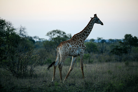 南非萨比沙野生动物保护区黄昏的长颈鹿