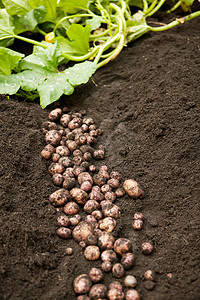 地里种着土豆