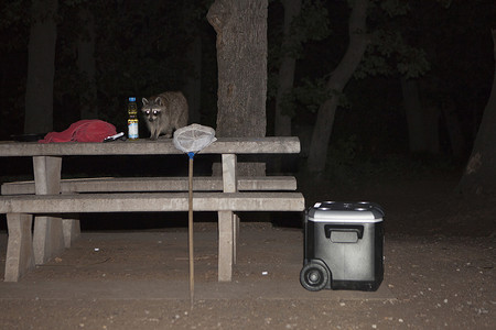 夜间野餐桌上的浣熊美国俄克拉何马州印第安霍马州威奇托山国家野生动物保护区