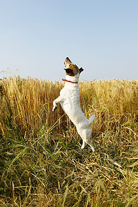 一只狗在麦田里跳跃