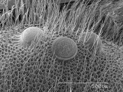 蜜蜂的简单眼睛扫描电子显微镜