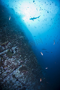 诱饵鱼和鲨鱼在陡峭的水下墙壁上游泳罗卡帕蒂达雷维拉吉多墨西哥