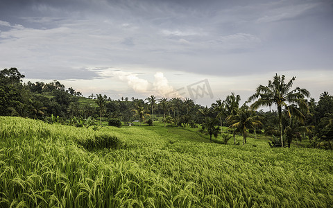东南亚人摄影照片_绿色水稻梯田印度尼西亚巴厘岛