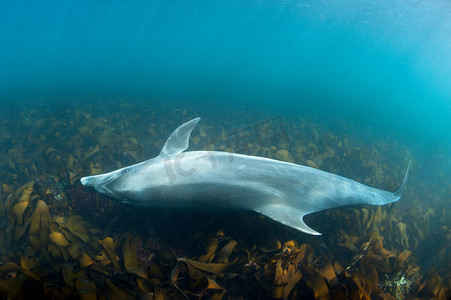 在热带水域游泳的海豚