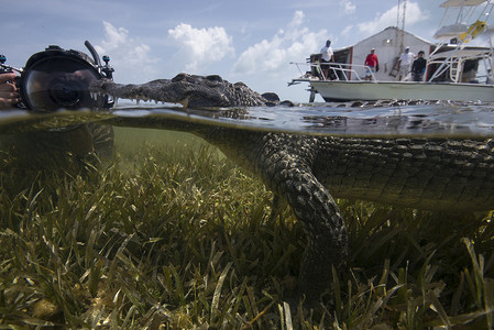 墨西哥钦克罗班克斯一只正在休息的美洲鳄鱼附近的水下摄影师