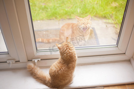 金发汤姆猫从窗台上往下看花园里的另一只金发汤姆猫