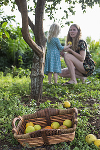 儿童培育摄影照片_花园里一名刚学会走路的女孩子把刚摘下的橘子递给妈妈