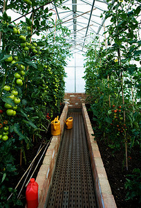 鲜活农产品摄影照片_种满西红柿的温室