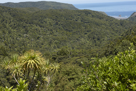 新西兰文化摄影照片_新西兰奥克兰的热带森林