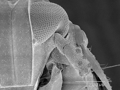 飞蚊科扫描电子显微镜