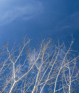至低摄影照片_蓝天衬托下光秃秃的树木的低角视角