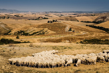 意大利托斯卡纳田野上的羊群在进食