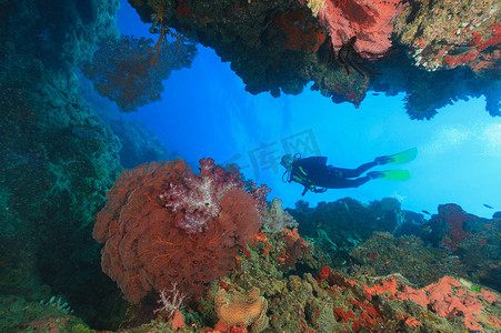 成熟了摄影照片_潜水员在珊瑚礁中游泳