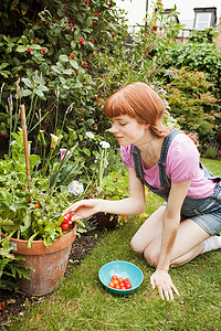 儿童牛肉摄影照片_一名妇女在花园里摘西红柿