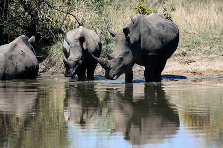 南非萨比沙野生动物保护区白犀牛在池水中饮水