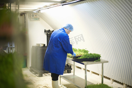 工厂忙碌摄影照片_工人戴着发网和乳胶手套检查新鲜蔬菜质量的侧视