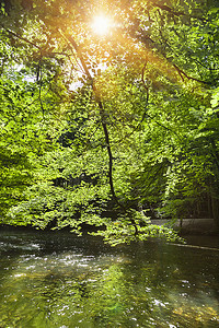 德国巴伐利亚州乌尔姆河上阳光普照的树叶