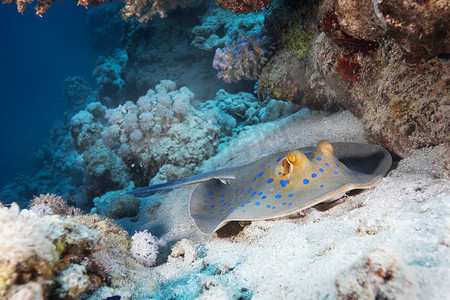 环境污染鱼摄影照片_蓝色斑点黄貂鱼