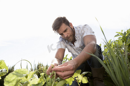 农用地摄影照片_成熟男人照料花园里的植物