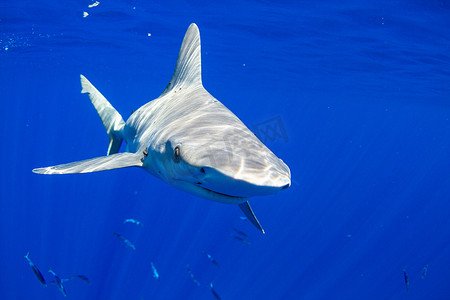 鲨鱼水下朝相机游去夏威夷