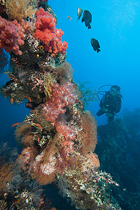 珊瑚礁潜水员