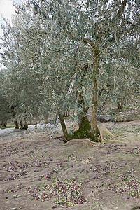 没收成摄影照片_意大利的橄榄收成