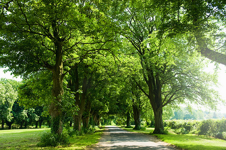 乡间公路绿树成荫的景观