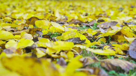 实拍秋天风景树叶变黄黄色落叶
