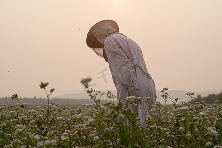 平静的心摄影照片_俄罗斯乌拉尔女养蜂人弯腰监测农村田野里的花卉作物