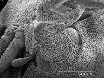 扫描电子显微镜摄影照片_甲虫头部扫描电子显微镜