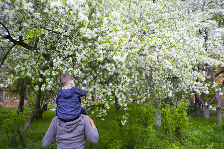 男孩坐在父亲的肩膀上看着白色的果园花