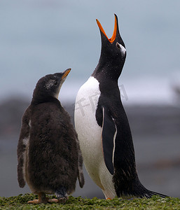 鸟张开嘴巴摄影照片_巴布亚企鹅和小鸡麦格理岛南大洋