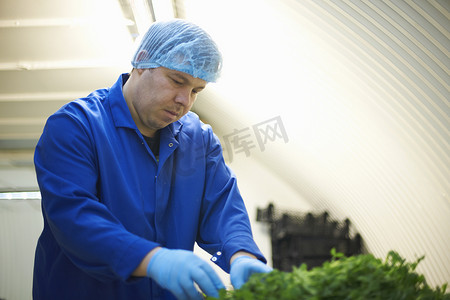 戴着发网和乳胶手套的工人检查新鲜蔬菜的质量