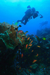 成熟了摄影照片_潜水员在拍摄珊瑚礁