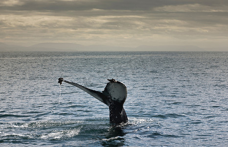 鲸鱼的尾巴露出水面