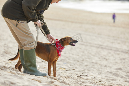 康斯坦丁湾海滩上的人和狗英国康沃尔郡