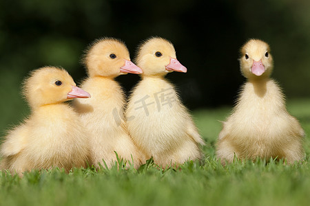 四只小鸟摄影照片_草地上的四只小鸭子