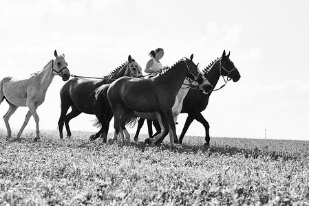 妇女骑马牵着六匹马在田野上的黑白形象