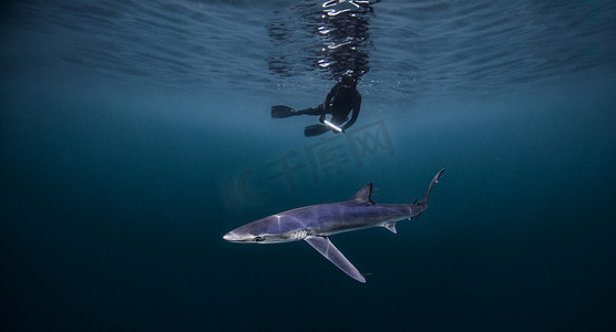 美国加利福尼亚州圣地亚哥潜水员在鲨鱼上方游泳的水下景观