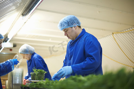 生产线上的工人戴着发网包装蔬菜