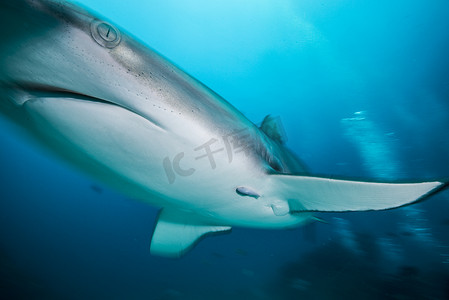 海洋生物背景摄影照片_巴哈马老虎海滩灰礁鲨的低角度水下特写