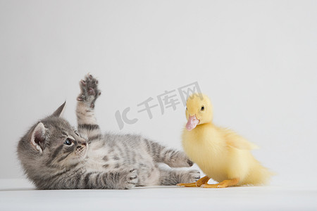 可爱小鸭子摄影照片_小猫和小鸭工作室拍摄