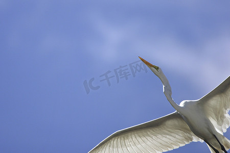 政府蓝背景摄影照片_巴哈马大伊纳瓜飞行中的蓝天和大白鹭的低角视角