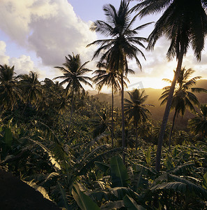 乡村景观中的棕榈树