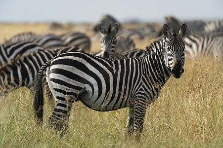 赛马摄影照片_非洲肯尼亚马赛马拉平原斑马