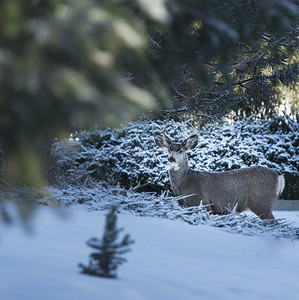 白雪覆盖的森林里的鹿