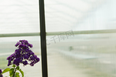橱窗边的紫花