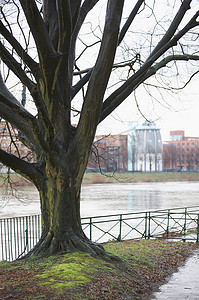 一棵长在河边的树