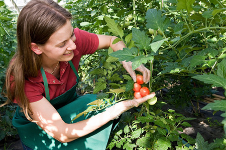 蹲着的狮子摄影照片_照顾番茄植株的妇女