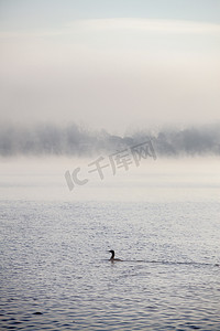 淡山水摄影照片_意大利斯特雷萨马焦雷湖上雾蒙蒙的鸭子